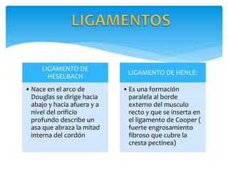 LIGAMENTO DE
HESELBACH
• Nace en el arco de
Douglas se dirige hacia
abajo y hacia afuera y a
nivel del orificio
profundo describe un
asa que abraza la mitad
interna del cordón
LIGAMENTO DE HENLE:
• Es una formación
paralela al borde
externo del musculo
recto y que se inserta en
el ligamento de Cooper (
fuerte engrosamiento
fibroso que cubre la
cresta pectínea)
 
