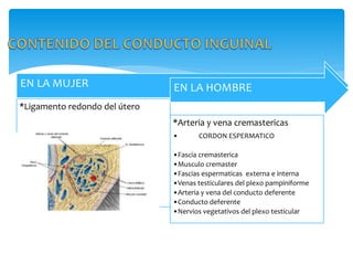 EN LA MUJER
*Ligamento redondo del útero
EN LA HOMBRE
*Arteria y vena cremastericas
• CORDON ESPERMATICO
•Fascia cremasterica
•Musculo cremaster
•Fascias espermaticas externa e interna
•Venas testiculares del plexo pampiniforme
•Arteria y vena del conducto deferente
•Conducto deferente
•Nervios vegetativos del plexo testicular
 