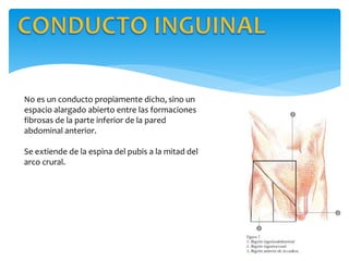 No es un conducto propiamente dicho, sino un
espacio alargado abierto entre las formaciones
fibrosas de la parte inferior de la pared
abdominal anterior.
Se extiende de la espina del pubis a la mitad del
arco crural.
 