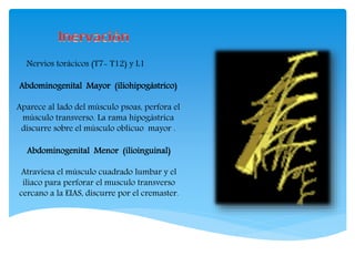Nervios torácicos (T7- T12) y L1
Abdominogenital Mayor (iliohipogástrico)
Aparece al lado del músculo psoas, perfora el
músculo transverso. La rama hipogástrica
discurre sobre el músculo oblicuo mayor .
Abdominogenital Menor (ilioinguinal)
Atraviesa el músculo cuadrado lumbar y el
iliaco para perforar el musculo transverso
cercano a la EIAS, discurre por el cremaster.
 