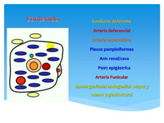 Conducto deferente
Arteria deferencial
Arteria espermàtica
Plexos pampiniformes
Ant: renal/cava
Post: epigàstrica
Arteria Funicular
 