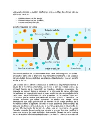Los canales iónicos se pueden clasificar en función del tipo de estímulo para su 
abertura o cierre en: 
 canales activados por voltaje; 
 canales activados por ligandos; 
 canales mecanosensibles. 
Canales regulados por voltaje 
Esquema ilustrativo del funcionamiento de un canal iónico regulado por voltaje. 
El canal se abre ante la diferencia de potencial trasmembrana, y es selectivo 
para cierto tipo de iones debido a que el poro está polarizado y tiene un tamaño 
similar al del ion. 
Los canales iónicos abren en respuesta a cambios en el potencial eléctrico a 
través de la membrana plasmática, que tiende a ser una bicapa lipídica. Su 
principal función es la transmisión de impulsos eléctricos (generación del 
potencial de acción) debido a cambios en la diferencia de cargas eléctricas 
derivadas de las concentraciones de aniones y cationes entre ambos lados de la 
membrana. Las probabilidades de cierre y apertura de los canales iónicos son 
controladas por un sensor que puede ser eléctrico, químico o mecánico. Los 
canales activados por voltaje contienen un sensor que incluye varios 
aminoácidos con carga positiva que se mueven en el campo eléctrico de la 
membrana durante la apertura o cierre del canal. El cambio en la diferencia de 
potencial eléctrico en ambos lados de la membrana provoca el movimiento del 
sensor. El movimiento del sensor de voltaje crea un movimiento de cargas 
(llamado corriente de compuerta) que cambia la energía libre que modifica la 
estructura terciaria del canal abriéndolo o cerrándolo. Algunos de estos canales 
tienen un estado refractario conocido como inactivación cuyo mecanismo está 
 