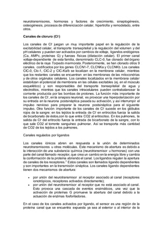 neurotransmisores, hormonas y factores de crecimiento, sinaptogénesis, 
osteogénesis, procesos de diferenciación celular, hipertrofia y remodelado, entre 
otros. 
Canales de cloruro (Cl-) 
Los canales de Cl- juegan un muy importante papel en la regulación de la 
excitabilidad celular, el transporte transepitelial y la regulación del volumen y del 
pH celulares y pueden ser activados por cambios de voltaje, ligandos endógenos 
(Ca, AMPc, proteínas G) y fuerzas físicas (dilatación celular). El primer canal 
voltaje-dependiente de esta familia, denominado CLC-0, fue clonado del órgano 
eléctrico de la raya Torpedo marmorata. Posteriormente, se han clonado otros 9 
canales, codificados por los genes CLCN1-7, CLCNKa y CLCNKb. Los canales 
ClC-0, Clc-1, ClC-2 y ClC-Ka/b se localizan en la membrana celular, mientras 
que los restantes canales se encuentran en las membranas de las mitocondrias 
y de otros orgánulos celulares. Los canales localizados en la membrana celular 
estabilizan el potencial de membrana en las células excitables (ej. en el músculo 
esquelético) y son responsables del transporte transepitelial de agua y 
electrolitos, mientras que los canales intracelulares pueden contrabalancear la 
corriente producida por las bombas de protones. La función más importante de 
los canales de Cl-, en la sinapsis neuronal, es provocar una hiperpolarización por 
su entrada en la neurona postsináptica pasada su activación, y así interrumpir el 
impulso nervioso para preparar la neurona postsináptica para el siguiente 
impulso. Otra función importante de los canales de Cl- sucede en los glóbulos 
rojos de la sangre: en los tejidos la entrada de Cl- en eritrocitos fuerza la salida 
de bicarbonato de éstos,con lo que entra CO2 al eritrocitoo. En los pulmones, la 
salida de Cl- del eritrocito fuerza la entrada de bicarbonato de la sangre, con lo 
que sale CO2 al torrente sanguíneo pulmonar. Así se transporta más cantidad 
de CO2 de los tejidos a los pulmones. 
Canales regulados por ligandos 
Los canales iónicos abren en respuesta a la unión de determinados 
neurotransmisores u otras moléculas. Este mecanismo de abertura es debido a 
la interacción de una substancia química (neurotransmisor u hormonas) con una 
parte del canal llamado receptor, que crea un cambio en la energía libre y cambia 
la conformación de la proteína abriendo el canal. Los ligandos regulan la apertura 
de canales de los receptores.7 Estos canales son llamados ligando dependientes 
y son importantes en la transmisión sináptica. Los canales ligando dependientes 
tienen dos mecanismos de abertura: 
 por unión del neurotransmisor al receptor asociado al canal (receptores 
ionotrópicos, receptores activados directamente); 
 por unión del neurotransmisor al receptor que no está asociado al canal. 
Esto provoca una cascada de eventos enzimáticos, una vez que la 
activación de proteínas G promueve la abertura del canal debido a la 
actuación de enzimas fosforiladoras. 
En el caso de los canales activados por ligando, el sensor es una región de la 
proteína canal que se encuentra expuesta ya sea al exterior o al interior de la 
 