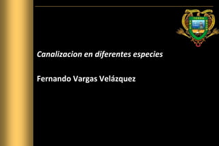 Canalizacion en diferentes especies
Fernando Vargas Velázquez
 