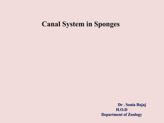 Canal System in Sponges
Dr . Sonia Bajaj
H.O.D
Department of Zoology
 