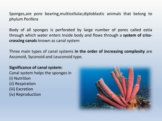Canal system in sponges.pptx