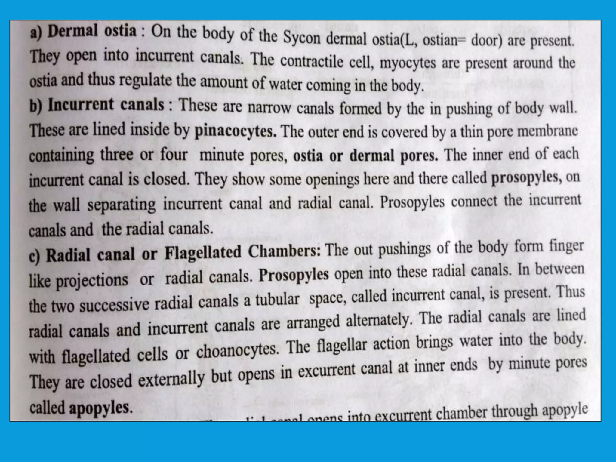 Canal system in sycon | PPTX