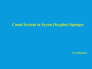 Canal System in Sycon (Scypha) Sponges
Dr. Dabhadkar
 