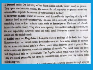 Canal system in sycon | PPTX