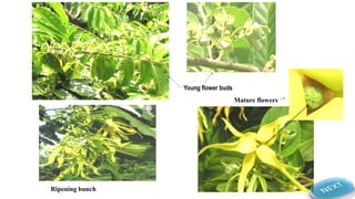 Young flower buds
Mature flowers
Ripening bunch
 