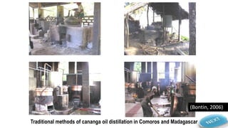 Traditional methods of cananga oil distillation in Comoros and Madagascar
(Bontin, 2006)
 