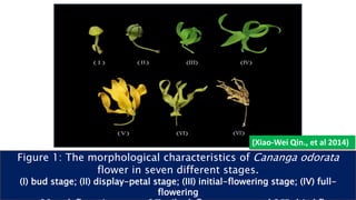 Figure 1: The morphological characteristics of Cananga odorata
flower in seven different stages.
(I) bud stage; (II) display-petal stage; (III) initial-flowering stage; (IV) full-
flowering
(Xiao-Wei Qin., et al 2014)
 