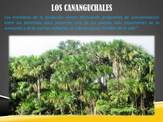 LOS CANANGUCHALES
Los miembros de la fundación vienen efectuando programas de concientización
entre los belemitas para preservar una de las palmas más importantes de la
amazonia y de la cual los indígenas se referían como “el árbol de la vida”
 