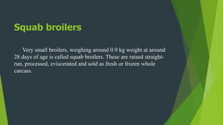 Squab broilers
Very small broilers, weighing around 0.9 kg weight at around
28 days of age is called squab broilers. These...