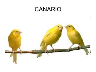 CANARIO
 