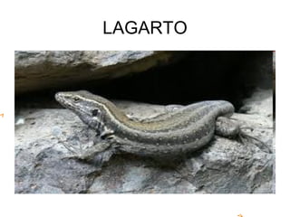 LAGARTO
 