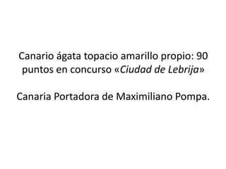 Canario ágata topacio amarillo propio: 90
 puntos en concurso «Ciudad de Lebrija»

Canaria Portadora de Maximiliano Pompa.
 