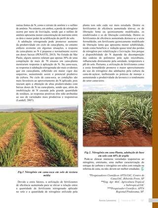 Revista Canavieiros Fevereiro de 2018 107
planta tem sido cada vez mais estudada. Dentre os
fertilizantes de eficiência aumentada têm-se: os de
liberação lenta ou quimicamente modificados, os
estabilizados e os de liberação controlada. Dentre os
fertilizantes de eficiência aumentada destaca-se a ureia
formaldeído, um fertilizante quimicamente modificado
de liberação lenta que apresenta menor solubilidade,
tendo como benefício a redução quase total das perdas
de nitrogênio por volatilização e lixiviação. Isto porque
a disponibilidade do N depende da decomposição
das cadeias de polímeros pela ação microbiana,
influenciada diretamente pela umidade, temperatura e
pH do solo. Portanto, a utilização de fertilizantes como
a ureia formaldeído promove o maior aproveitamento
do uso do nitrogênio das adubações pela cultura da
cana-de-açúcar, melhorando as práticas de manejo e
aumentando a produtividade da lavoura e o rendimento
do setor canavieiro.
Fig 2. Nitrogênio em cana Planta, adubação de base
em solo com 60% de argila
Pode-se elencar inúmeras variedades responsivas ao
nitrogênio, entretanto, uma melhor caracterização do
estoque de carbono e nitrogênio em solos com rotação na
reforma de cana, ou não, devem ser melhor estudadas.
*Pesquisadores Científicos APTA/IAC; Centro de
Cana/IAC, Ribeirão Preto, SP
**Eng. Agr. MsC. Agricultura Tropical
e Subtropical/IAC
***Pesquisador Científico, APTA
Regional/Pindorama, SP.
outras fontes de N, como o nitrato de amônio e o sulfato
de amônio. No entanto, em ambos, a perda de nitrogênio
ocorre por meio de lixiviação, sendo que o sulfato de
amônio apresenta menor concentração do nutriente entre
os dois e maior poder de acidificação do perfil do solo.
A adubação nitrogenada pode promover aumento
da produtividade em ciclo de cana-planta, no entanto
embora existente em algumas situações, a resposta
da cana-planta ao N é pequena e normalmente ocorre
em doses baixas (PENATTI, 2013). No Estado de São
Paulo, alguns autores relatam que apenas 30% de uma
compilação de mais de 70 ensaios em cana-planta
mostraram respostas à aplicação de N. Na cana-soca,
as respostas à adubação nitrogenada são mais evidentes
que em cana-planta, refletindo em maior vigor das
soqueiras, aumentando assim o potencial produtivo
da cultura. No ciclo de cana-soca, as condições são
mais favoráveis ao aproveitamento do N aplicado, pois
iniciam após a obtenção de altas produtividades com
baixas doses de N na cana-planta, sendo que, além da
imobilização de N causada pela grande quantidade
de resíduos, as respostas positivas têm sido atribuídas
ao uso de variedades mais produtivas e responsivas
(Landell, 2007).
Fig.1 Nitrogênio em cana-soca em solo de textura
média
Devido a estes fatores, a utilização de fertilizantes
de eficiência aumentada para se elevar a relação entre
a quantidade de fertilizante nitrogenado aplicado
no solo e a quantidade de nitrogênio utilizado pela
 