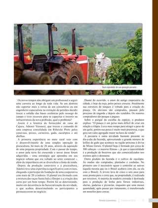 Revista Canavieiros Fevereiro de 2018 73
Os novos tempos não obrigam um profissional a seguir
uma carreira ao longo de toda vida. Se um dentista
não suportar mais a rotina de um consultório ou um
engenheiro especialista na extração de petróleo decidir
trocar a solidão das bases oceânicas pelo sossego do
campo e tiver recursos para se capacitar e investir na
infraestrutura da nova profissão, qual o problema?
Assim é a história do fornecedor de cana de
Cajuru, Ademir Veronezi, que trocou o comando de
uma empresa consolidada em Ribeirão Preto pelos
canaviais, peixes, carneiros, gado, eucaliptos e até
abelhas.
A primeira experiência no meio rural veio com
o desenvolvimento de uma simples operação de
piscicultura, há mais de 20 anos, através da aquisição
de uma pequena propriedade. Com o passar do tempo,
o amor pela terra foi crescendo e novas áreas foram
adquiridas - uma estratégia que aprendeu em seu
negócio urbano que era voltado ao setor comercial -,
além da importância em se diversificar a fonte de renda.
Depois da produção canavieira e a piscicultura,
Ademir teve uma experiência significativa com ovinos,
chegando a participar da fundação de uma cooperativa
com mais de 20 criadores. O plantel era formado com
a mistura das raças Santa Inês e Dorper e a criação deu
certo por um bom tempo. Porém foi se deteriorando,
muito em decorrência da burocratização da atividade,
o que acabou desestimulando os participantes a
permanecerem no negócio.
Diante do ocorrido, o amor do antigo empresário da
cidade, e hoje da roça, pelos peixes cresceu. Atualmente
sua estrutura de tanques é voltada para a criação do
piauçu. Os alevinos são comprados, passam pelo
processo de engorda e depois são vendidos. Os maiores
compradores são pesque e pagues.
Sobre o porquê da escolha da espécie, o produtor
explica: “O piauçu é um peixe mais difícil de criar em
relação a tilápia. Leva mais tempo para atingir o peso de
um quilo, porém sua pesca é muito mais prazerosa, o que
gera um valor agregado maior na hora da venda”.
A pecuária é outra atividade bastante presente no
dia-a-dia da fazenda, aproveitando o grande número de
leilões de gado que acontece na região próxima à divisa
de Minas Gerais. O plantel hoje é formado por cerca de
300 cabeças - a maioria fêmeas -, já que a especialidade
é a produção de bezerros que são comercializados nos
eventos após o desmame.
Outro produto da fazenda é o cultivo de eucalipto.
As mudas são compradas, plantadas e cuidadas. No
primeiro ano é necessário aguar e controlar as saúvas
(aquela mesma que ou o Brasil acabava com ela, ou ela
com o Brasil). A árvore leva de cinco a seis anos para
estar pronta para o corte que, na propriedade, é realizada
por terceiros. A maioria da madeira extraída é destinada
para a produção de lenha para fornos industriais,
olarias, padarias e pizzarias, enquanto que uma menor
quantidade, após passar por tratamento, é transformada
em mourões para cercas.
Touro reprodutor de sua operação pecuária
 