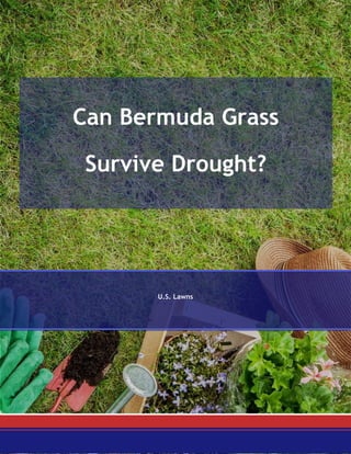 Can Bermuda Grass
Survive Drought?
U.S. Lawns
 
