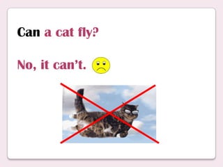 Can a cat fly?
No, it can’t.