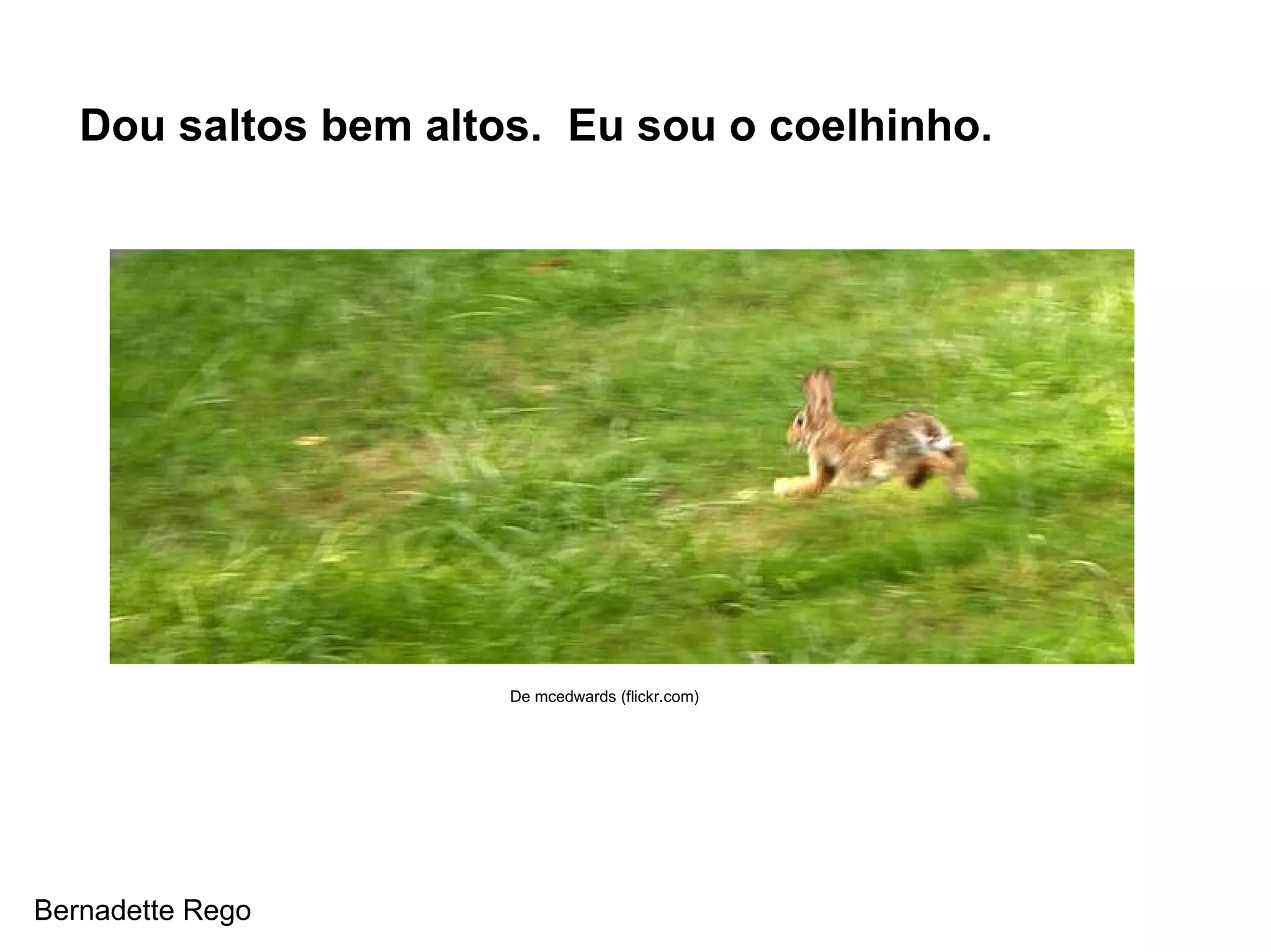 Dou saltos bem altos.  Eu sou o coelhinho. De mcedwards (flickr.com) Bernadette Rego 