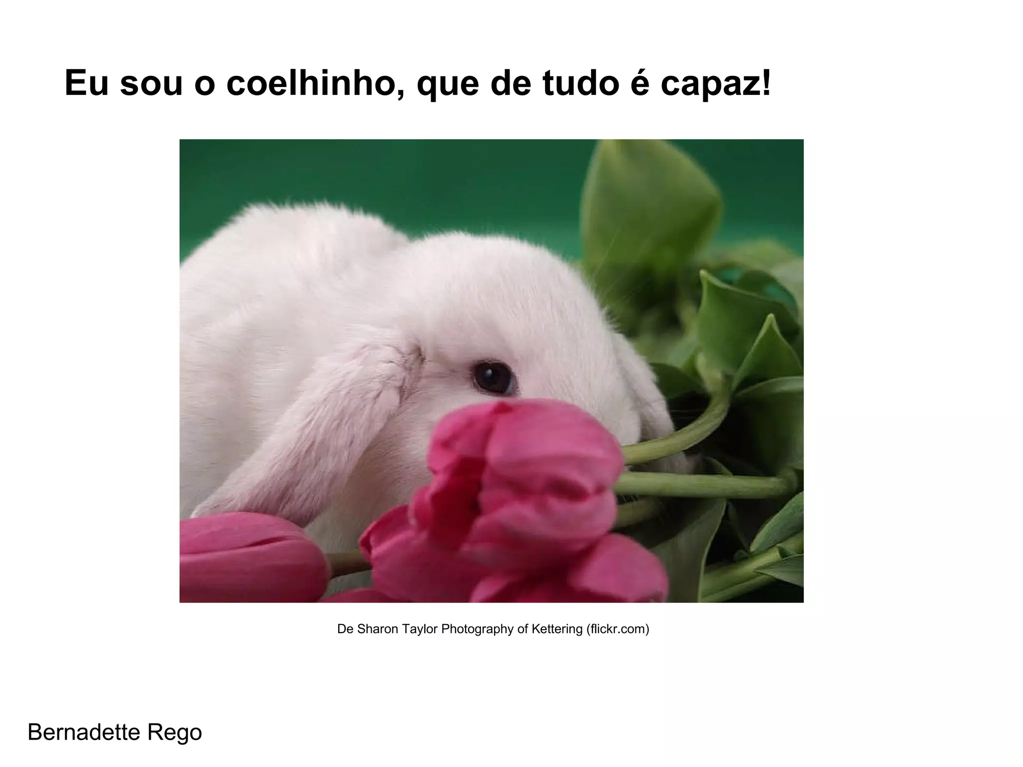 Eu sou o coelhinho, que de tudo é capaz!  Bernadette Rego De Sharon Taylor Photography of Kettering (flickr.com) 
