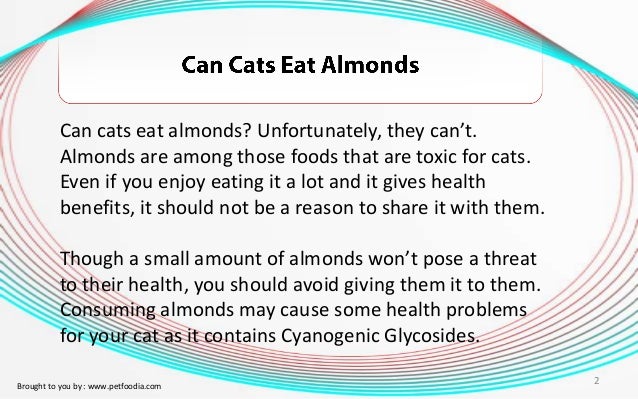 Can A Cat Eat Almonds Can A Cat Eat Almonds