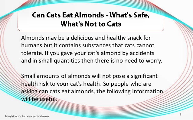 Can A Cat Eat Almonds Can A Cat Eat Almonds