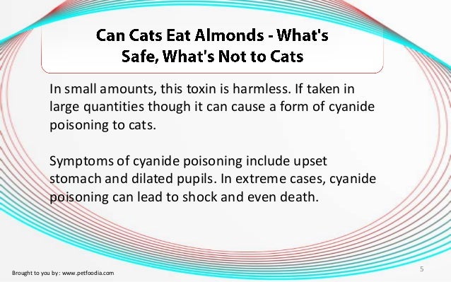 Can Cats Eat Almonds Can Cats Eat Almonds
