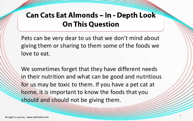 Can Cats Eat Almonds Can Cats Eat Almonds