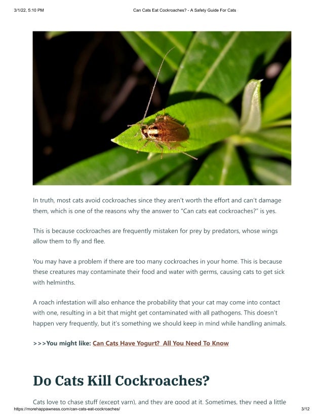 Can cats eat cockroaches A safety guide for cats PDF