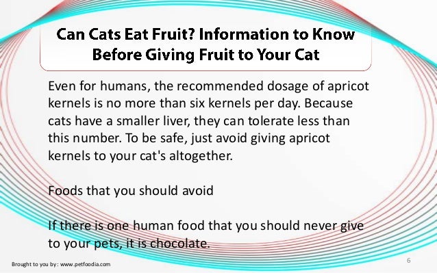 Can One Cure Cats With Liver Cancer Can One Cure Cats With Liver Cancer
