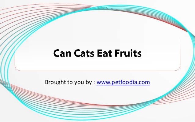 What Kind Of Nuts Can Dogs Eat What Kind Of Nuts Can Dogs Eat
