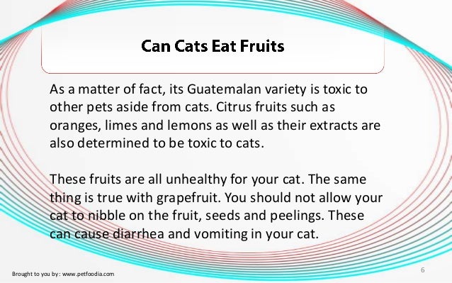 Can Cats Eat Limes Can Cats Eat Limes