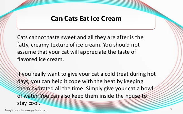 Can Cats Eat Ice Cream?