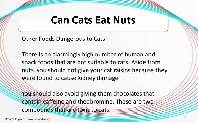 Can Cats Eat Nuts