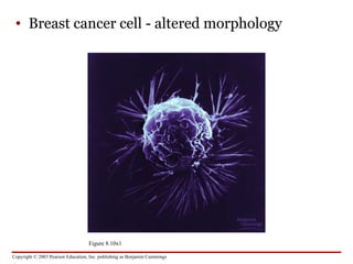 Comprehensive Overview of Cancer Biology and Cell Cycle Regulation | PPT