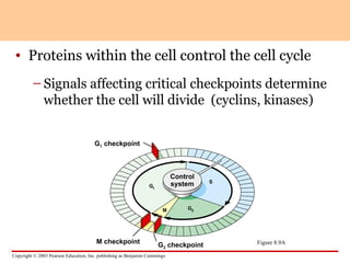 Comprehensive Overview of Cancer Biology and Cell Cycle Regulation | PPT