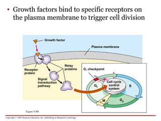 Comprehensive Overview of Cancer Biology and Cell Cycle Regulation | PPT