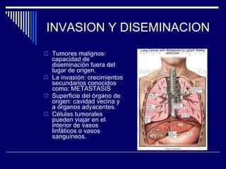 INVASION Y DISEMINACION Tumores malignos: capacidad de diseminación fuera del lugar de origen. La invasión: crecimientos secundarios conocidos como: METASTASIS Superficie del órgano de origen: cavidad vecina y a órganos adyacentes. Células tumorales pueden viajar en el interior de vasos linfáticos o vasos sanguíneos. 