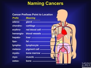 Naming CancersCancer Prefixes Point to LocationPrefix	Meaningadeno-	glandchondro-	cartilageerythro-	red blood cellhemangio-	blood vesselshepato-	liverlipo-	fatlympho-	lymphocytemelano-	pigment cellmyelo-	bone marrowmyo-	muscleosteo-	bone
