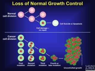 Loss of Normal Growth ControlNormal cell divisionCell Suicide or ApoptosisCell damage—no repairCancer cell divisionFourth orlater mutationThird mutationSecond mutationFirst mutationUncontrolled growth