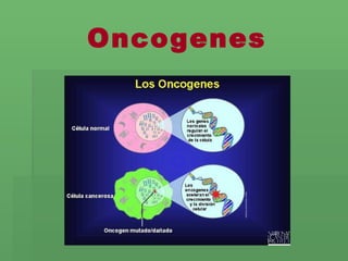 Oncogenes 