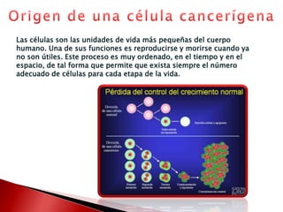 Origen de una célula cancerígenaLas células son las unidades de vida más pequeñas del cuerpo humano. Una de sus funciones es reproducirse y morirse cuando ya no son útiles. Este proceso es muy ordenado, en el tiempo y en el espacio, de tal forma que permite que exista siempre el número adecuado de células para cada etapa de la vida.