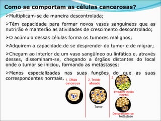 Como se comportam as células cancerosas?   Multiplicam-se de maneira descontrolada; Têm capacidade para formar novos vasos sanguíneos que as nutrirão e manterão as atividades de crescimento descontrolado; O acúmulo dessas células forma os tumores malignos; Adquirem a capacidade de se desprender do tumor e de migrar; Chegam ao interior de um vaso sangüíneo ou linfático e, através desses, disseminam-se, chegando a órgãos distantes do local onde o tumor se iniciou, formando as metástases; Menos especializadas nas suas funções do que as suas correspondentes normais.  