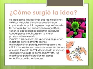 La idea partió tras observar que las infecciones
virídicas naturales o una vacunación eran
capaces de inducir la regresión espontánea de
los tumores. Lo virus denominados oncolíticos
tienen la capacidad de penetrar las células
cancerígenas y replicarse en su interior
provocando su muerte.
Gracias a los avances de la ciencia, se pueden
modificar genéticamente dichos
microorganismos para que sólo ingresen a las
células tumorales y no atacar a las sanas. Un virus
alterado llamado JX-594, derivado de la vacuna
contra la viruela de la compañía Wyeth, fue
modificado para incorporar tres genes
específicos contra los tumores.
 