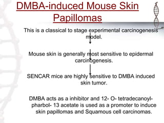 DMBA-induced Mouse Skin
Papillomas
This is a classical to stage experimental carcinogenesis
model.
Mouse skin is generally most sensitive to epidermal
carcinogenesis.
SENCAR mice are highly sensitive to DMBA induced
skin tumor.
DMBA acts as a inhibitor and 12- O- tetradecanoyl-
pharbol- 13 acetate is used as a promoter to induce
skin papillomas and Squamous cell carcinomas.
 
