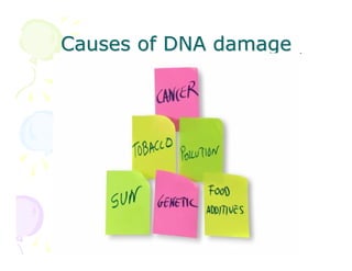 Causes of DNA damage

 