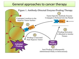 General approaches to cancer therapy
 